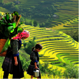 Les rizières de Banaue